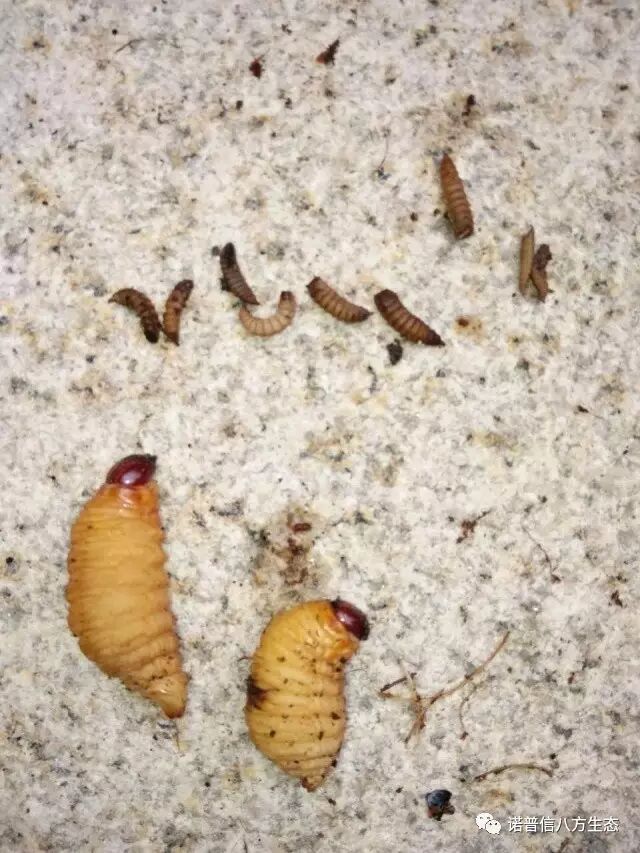 透翠杀牛套餐-蛀干害虫终结者--诺普信透翠套餐防治天牛等蛀干害虫技术分享