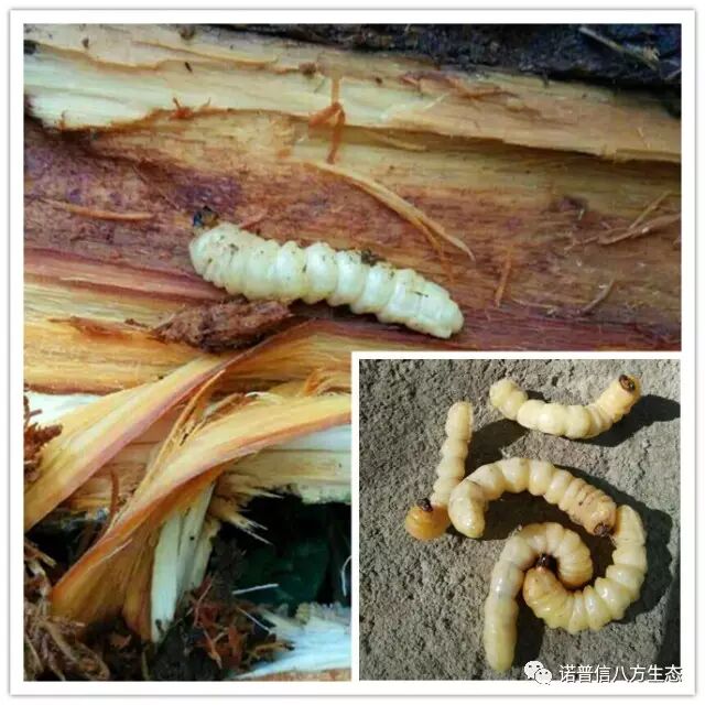 透翠杀牛套餐-蛀干害虫终结者--诺普信透翠套餐防治天牛等蛀干害虫技术分享