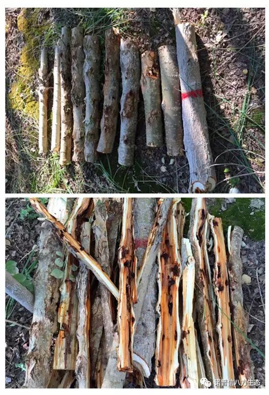 透翠杀牛套餐-蛀干害虫终结者--诺普信透翠套餐防治天牛等蛀干害虫技术分享