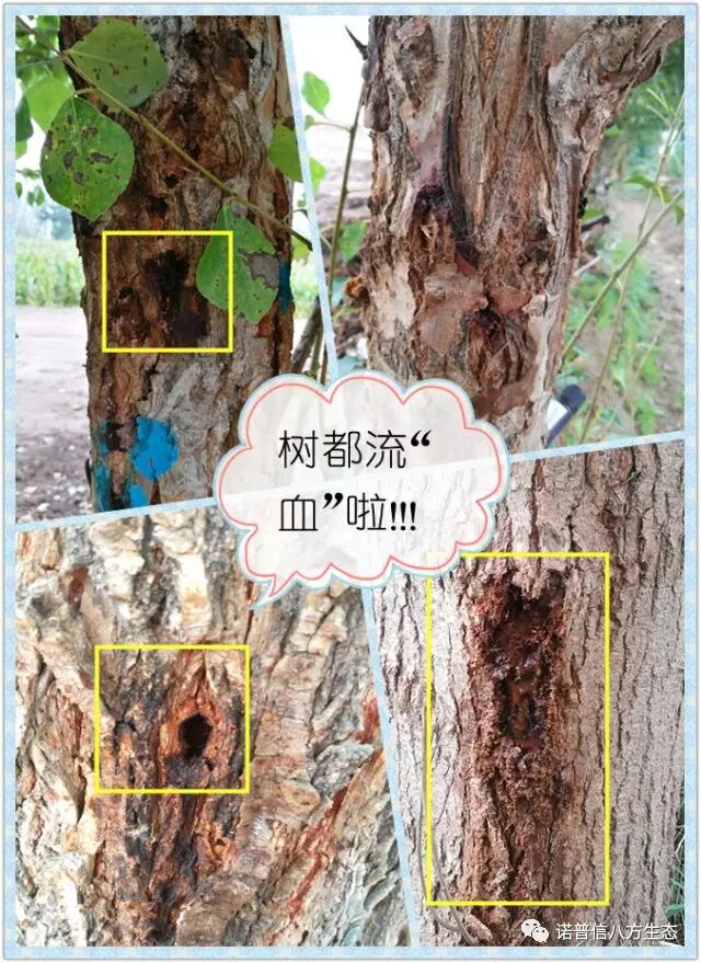 透翠杀牛套餐-蛀干害虫终结者--诺普信透翠套餐防治天牛等蛀干害虫技术分享