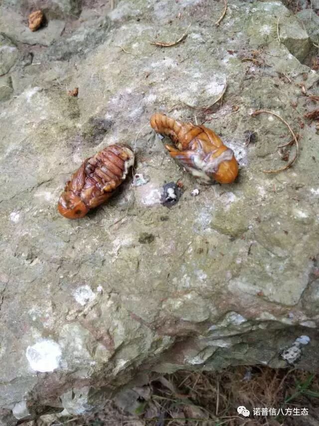 透翠杀牛套餐-蛀干害虫终结者--诺普信透翠套餐防治天牛等蛀干害虫技术分享