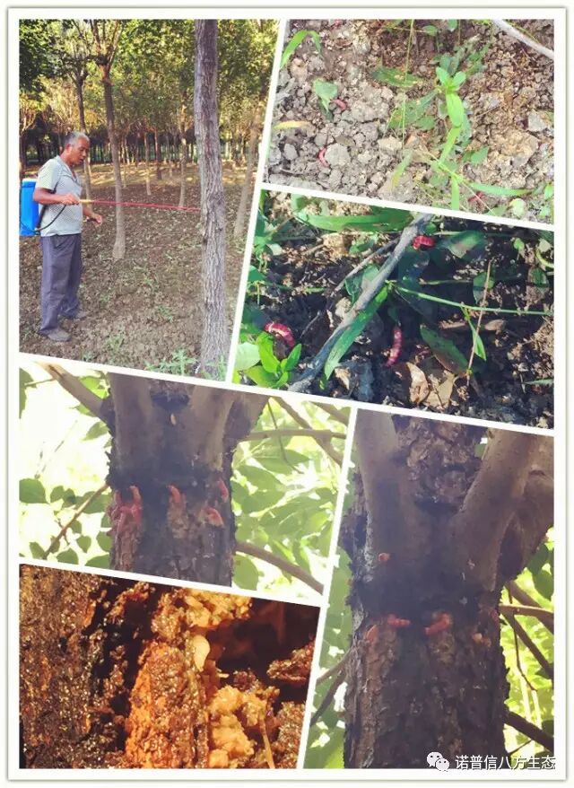 透翠杀牛套餐-蛀干害虫终结者--诺普信透翠套餐防治天牛等蛀干害虫技术分享