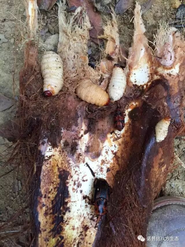 透翠杀牛套餐-蛀干害虫终结者--诺普信透翠套餐防治天牛等蛀干害虫技术分享