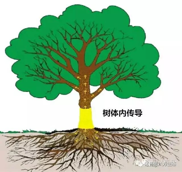 透翠杀牛套餐-蛀干害虫终结者--诺普信透翠套餐防治天牛等蛀干害虫技术分享