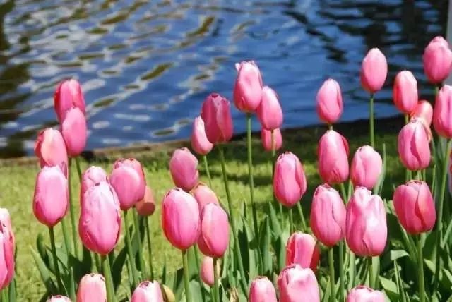 十里桃花 万里春色 4月最高颜值的花海都在这里了 Flipboard