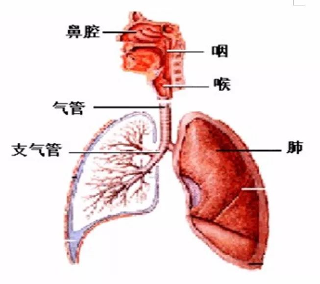 人体呼吸道器官结构分布图