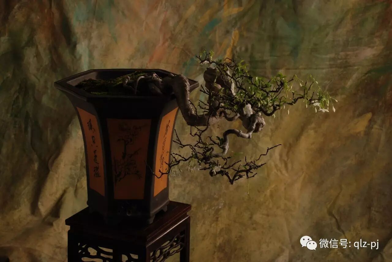 答孙魁先生之盆景嫁接观点 图片