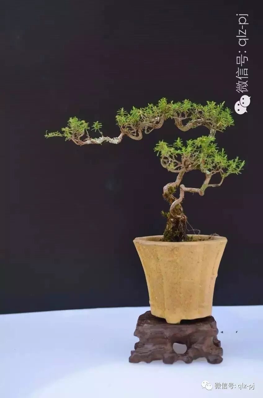 目前国际盆景的趋势是对 是错呢