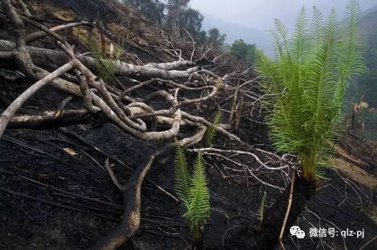 日本在国际推广日式盆景 而使到挖掘山野素材成为主导发展趋势