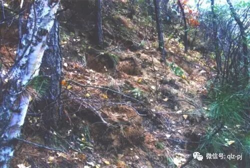 日本在国际推广日式盆景 而使到挖掘山野素材成为主导发展趋势