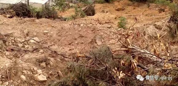 日本在国际推广日式盆景 而使到挖掘山野素材成为主导发展趋势
