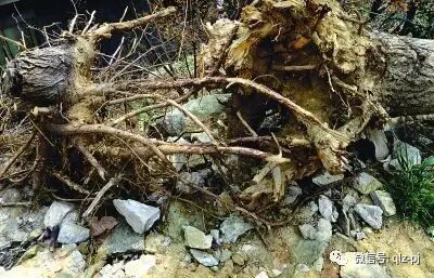 日本在国际推广日式盆景 而使到挖掘山野素材成为主导发展趋势