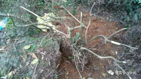 日本在国际推广日式盆景 而使到挖掘山野素材成为主导发展趋势
