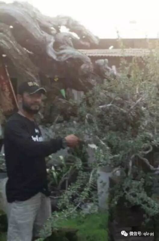 日本在国际推广日式盆景 而使到挖掘山野素材成为主导发展趋势