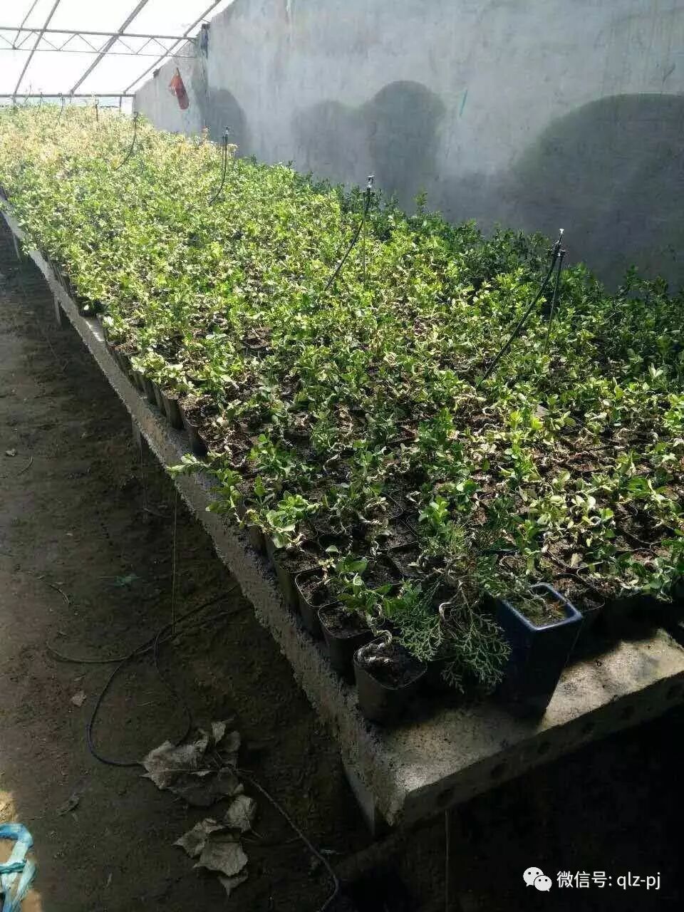 盆景能走进千家万户吗