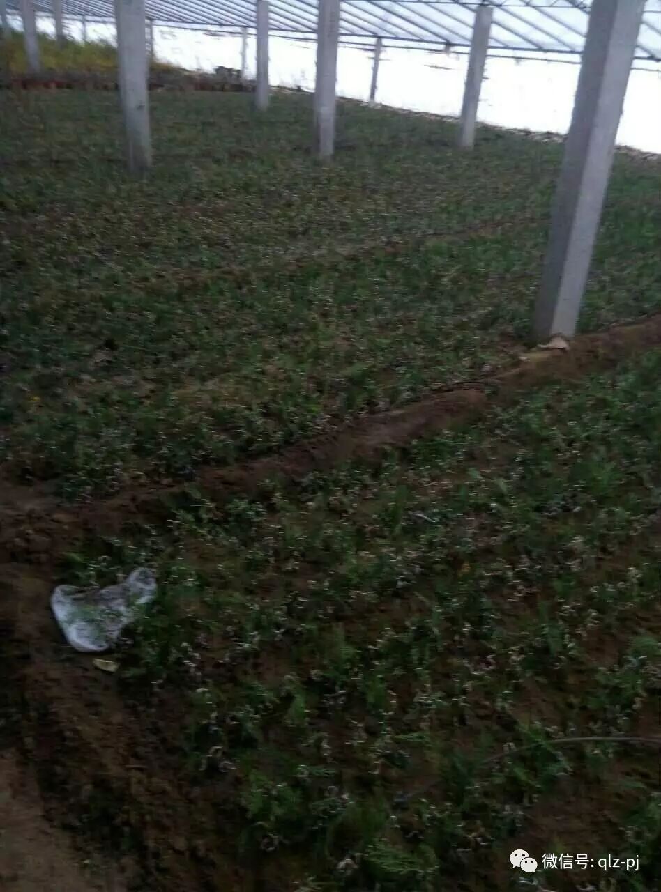 盆景能走进千家万户吗