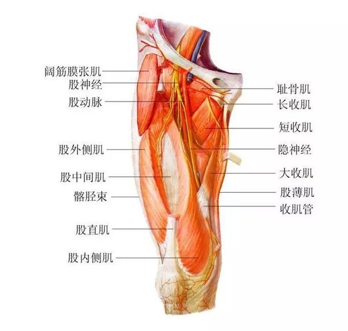 如果是 小腿肌肉最紧绷,那就是 第二种走法.