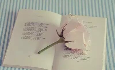 木子与你分享春日美文《生活的兰幽草》