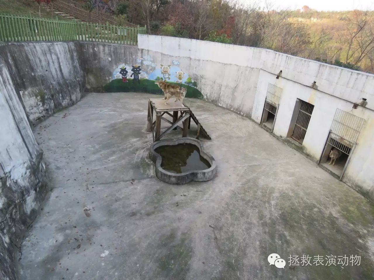 狼坑猴坑熊坑先来看看这家位于宜兴市张渚镇竹园村的百畅动物园,这家