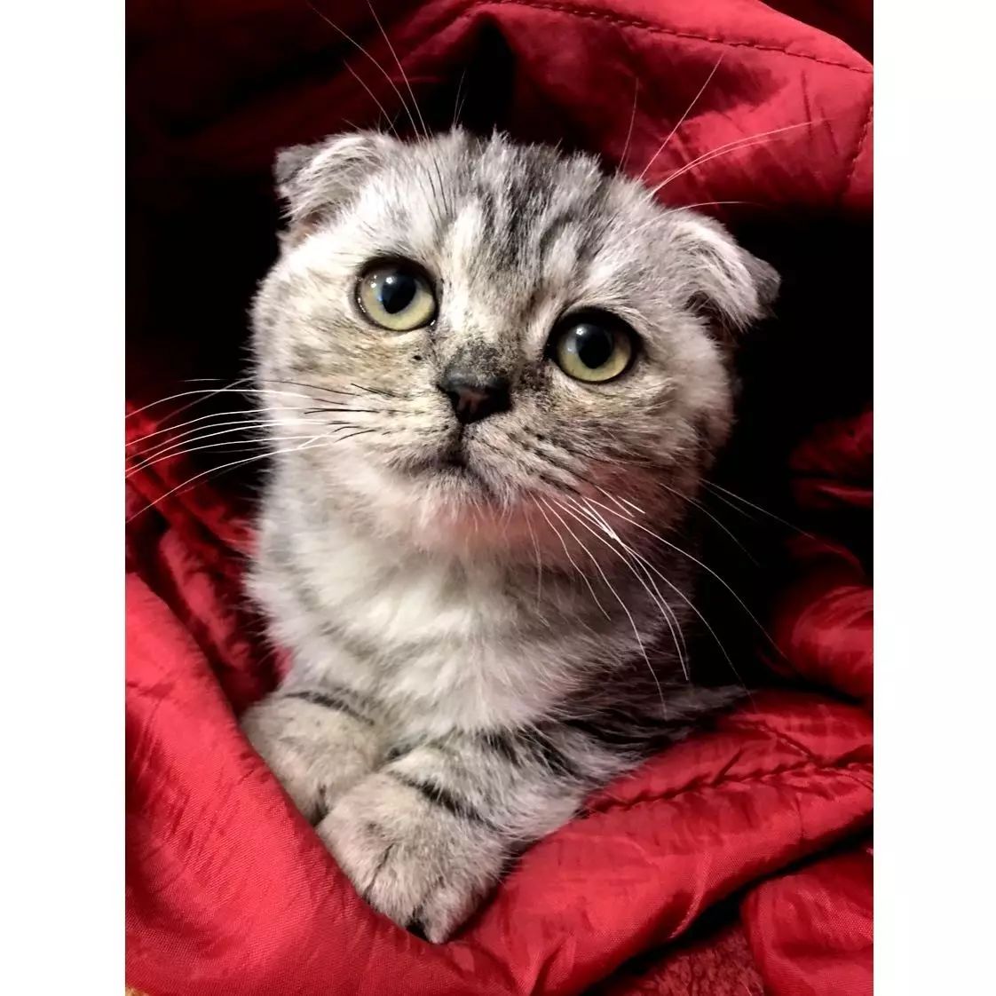 猫咪楚楚可怜的大眼睛盯着你时,猫咪是在想什么?