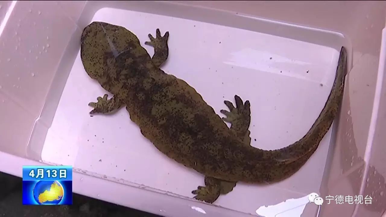 宁德福安重达6斤的野生娃娃鱼重回大自然