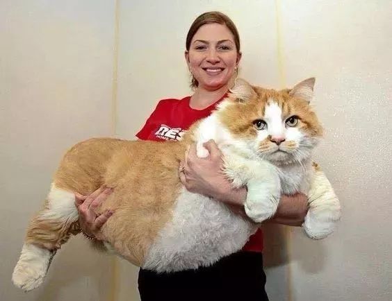 小猫你得去减肥啦~这蚊子得活了几十年了吧?这章鱼的脚比人还大!皮肤叮咬挠破兔子破损感染图片