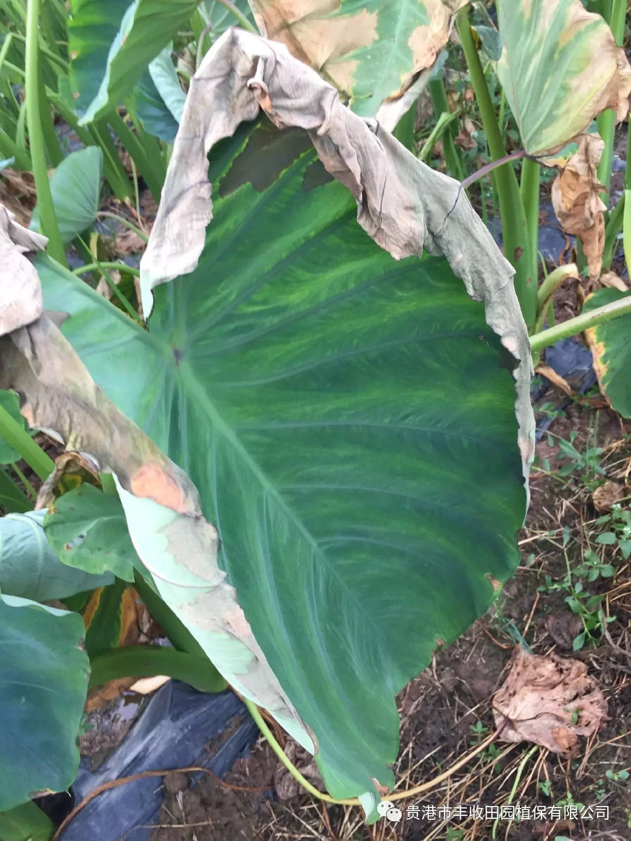 芋头夏季管理要点—控苗,促长及疫病和软腐病