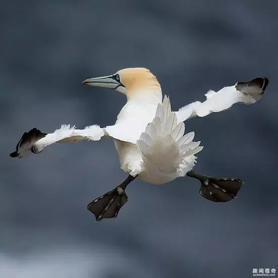 喜剧野生动物摄影奖,让你见见动物界的笑星