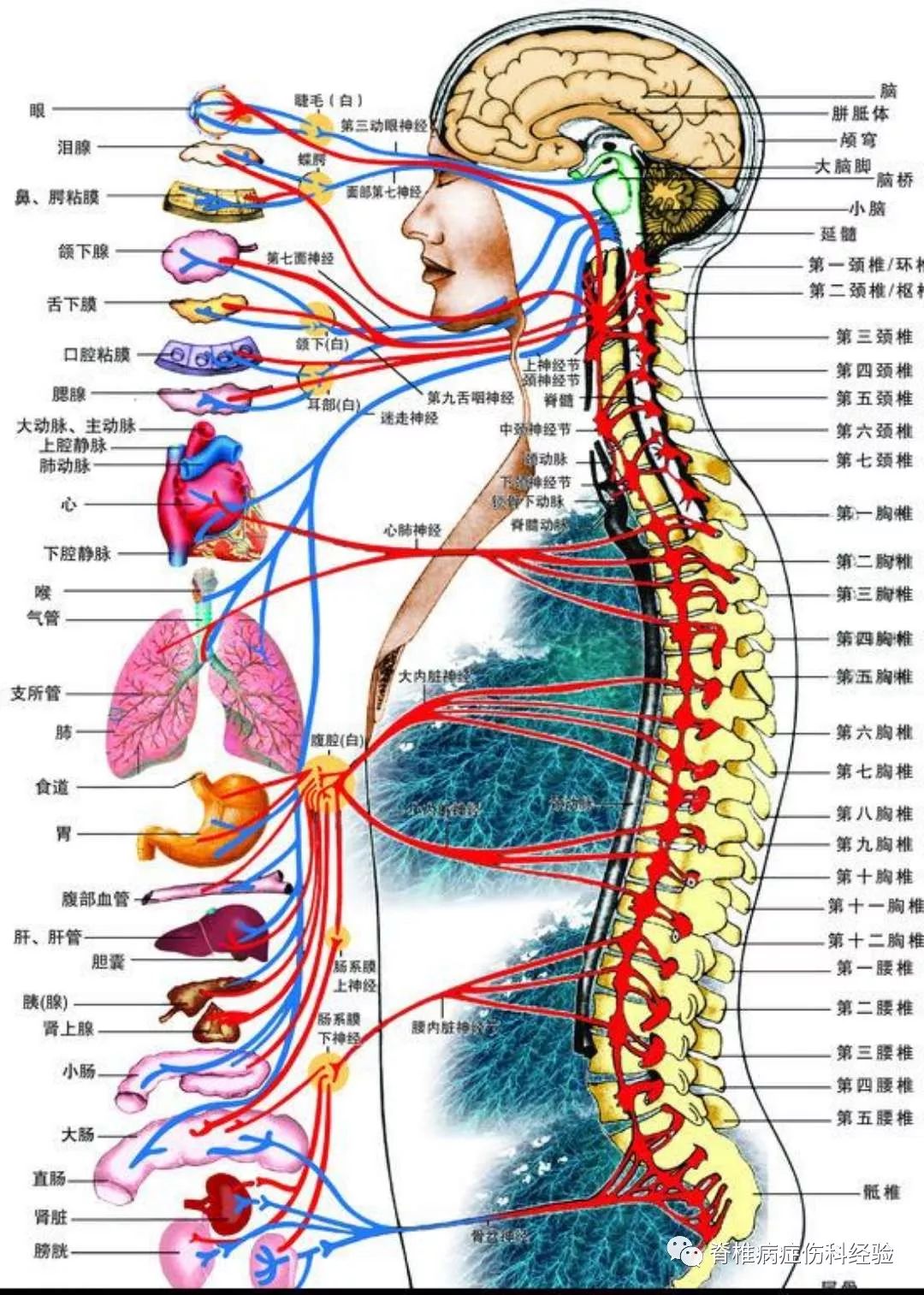 摸骨知病手到病除