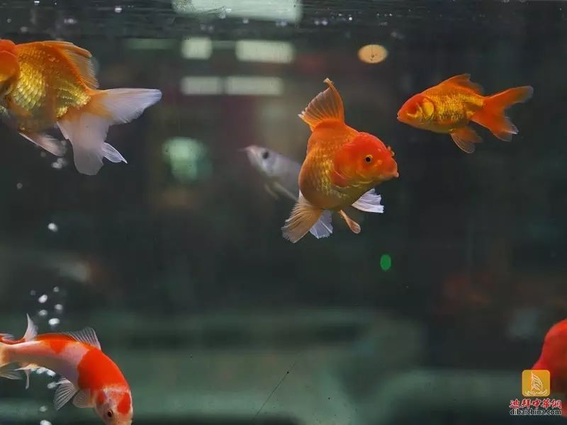 迪拜宠物店内金鱼锦鲤品种繁多