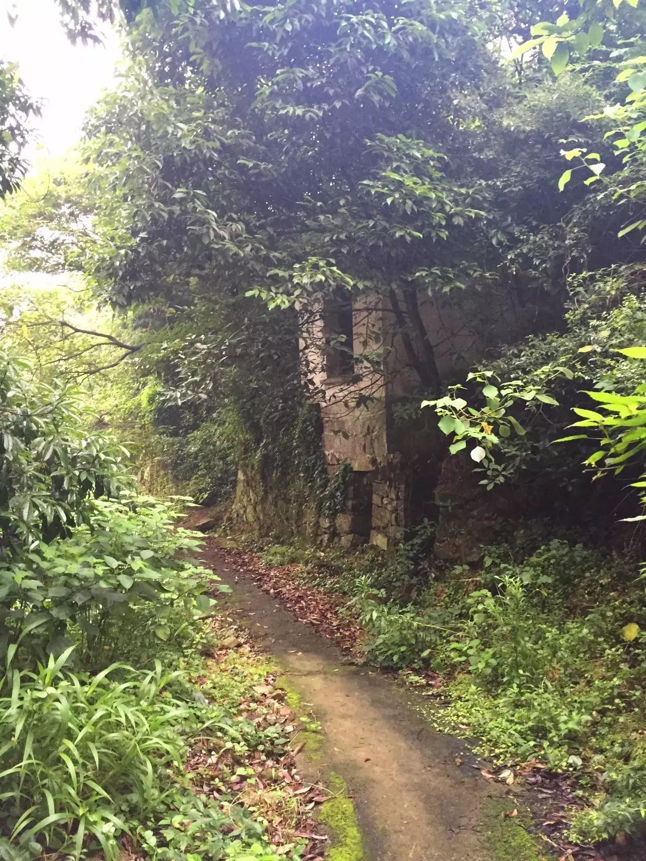 丽岙老林山:一个消逝了的山村