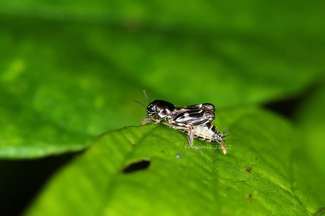 日本蚤蝼  xya japonica
