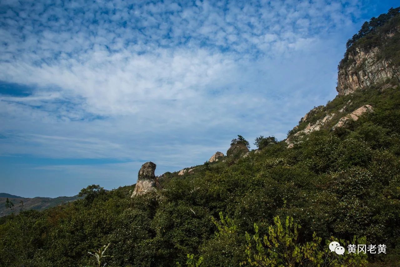 油茶飘香胡家山