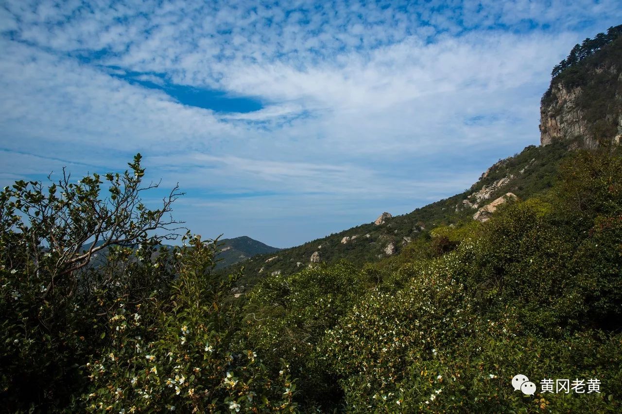 油茶飘香胡家山