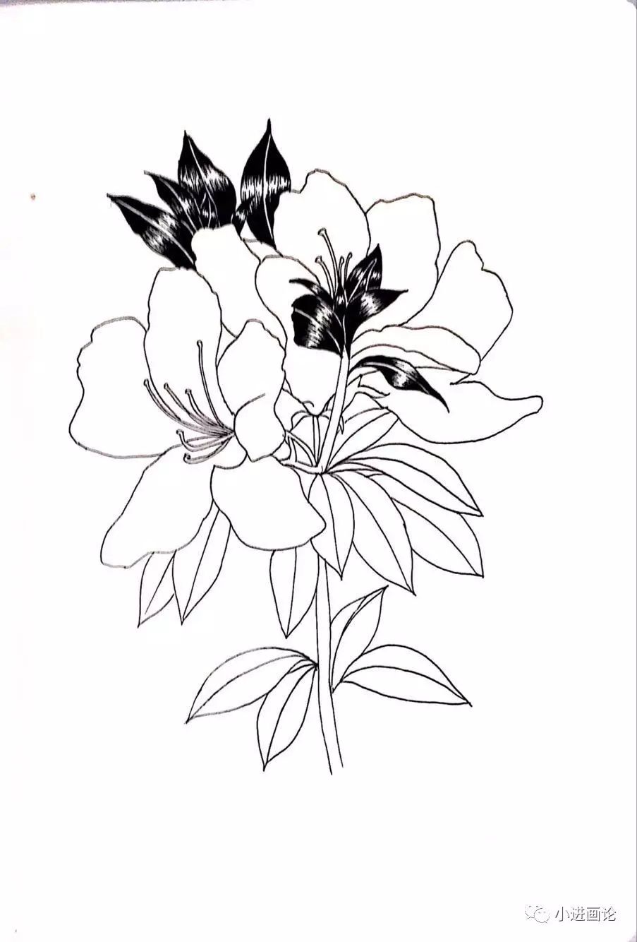 【小线描】画一朵杜鹃花