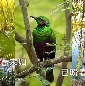 刀郎 黄灿 一曲【雁南飞】好听醉了!