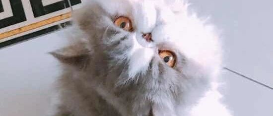 [討論] 詭秘之主番外-在現代