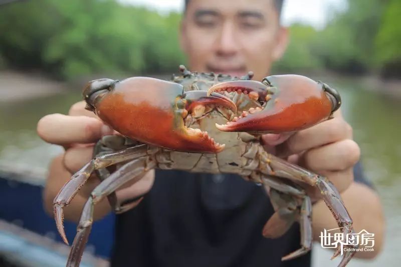 榄绿青蟹背面