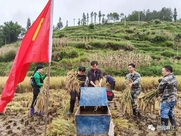 麻江县领导干部与群众一起抢收稻谷