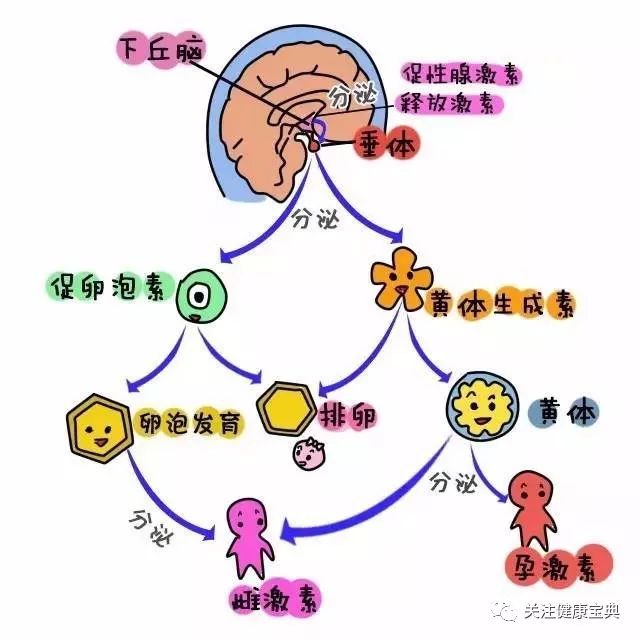 由此,下丘脑——垂体——卵巢轴从上到下的激素分泌和作用算是介绍完