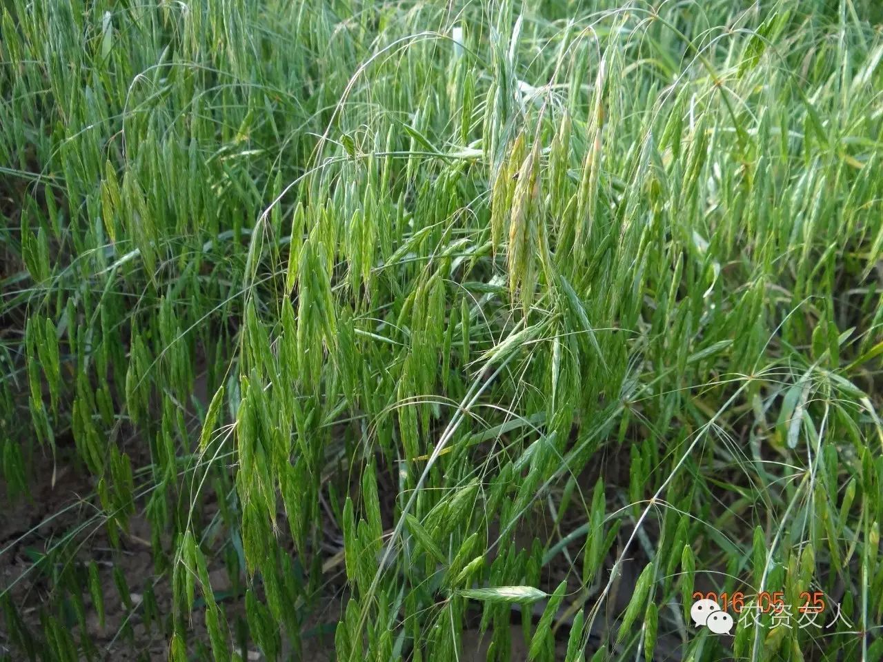 而 禾本科恶性杂草:雀麦,无芒雀麦,节节麦,野燕麦等苗期与小麦长