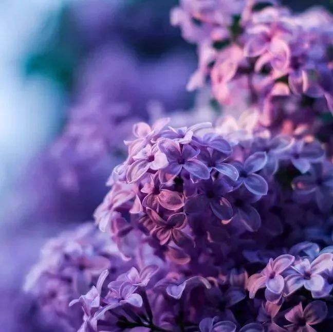 进入倒计时| 春季拍花大行动