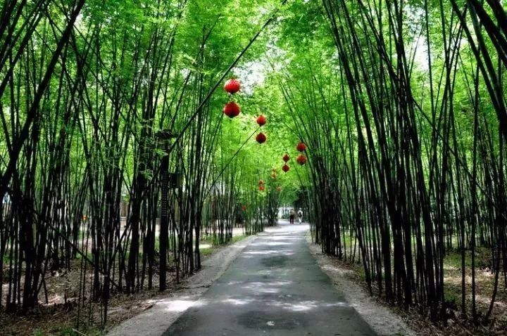 肇庆这个风景区, 这里有广东最大的紫竹林