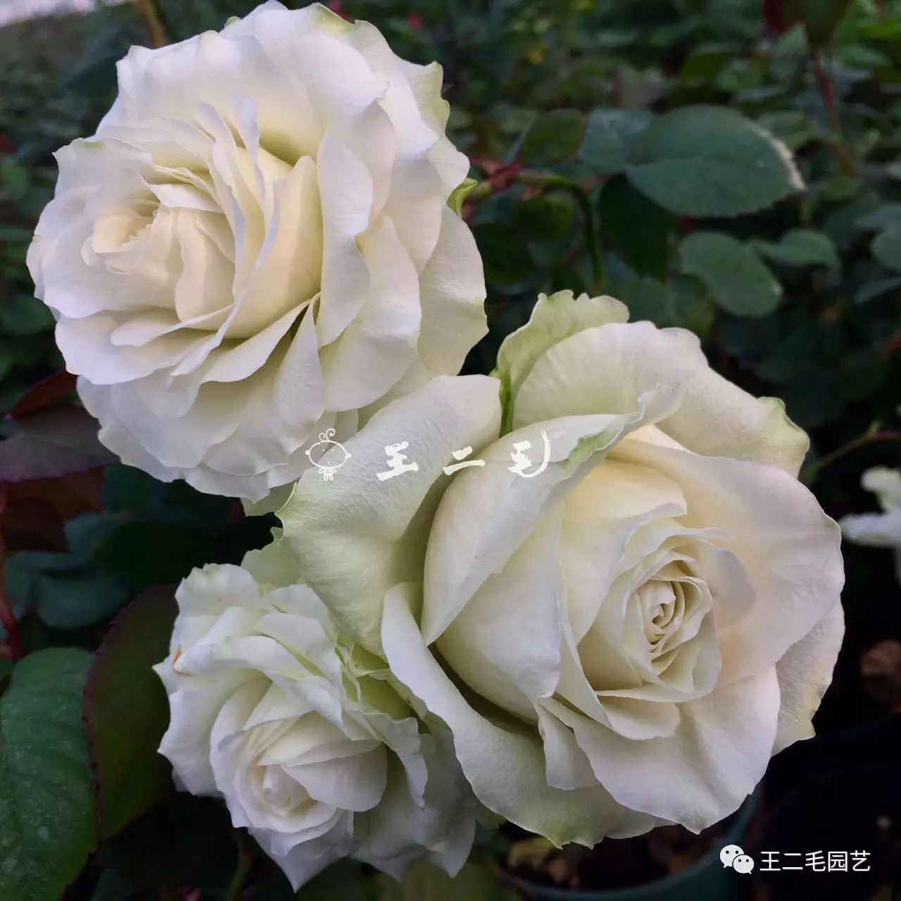 【王二毛园艺铺】实生月季根接美植袋苗上新