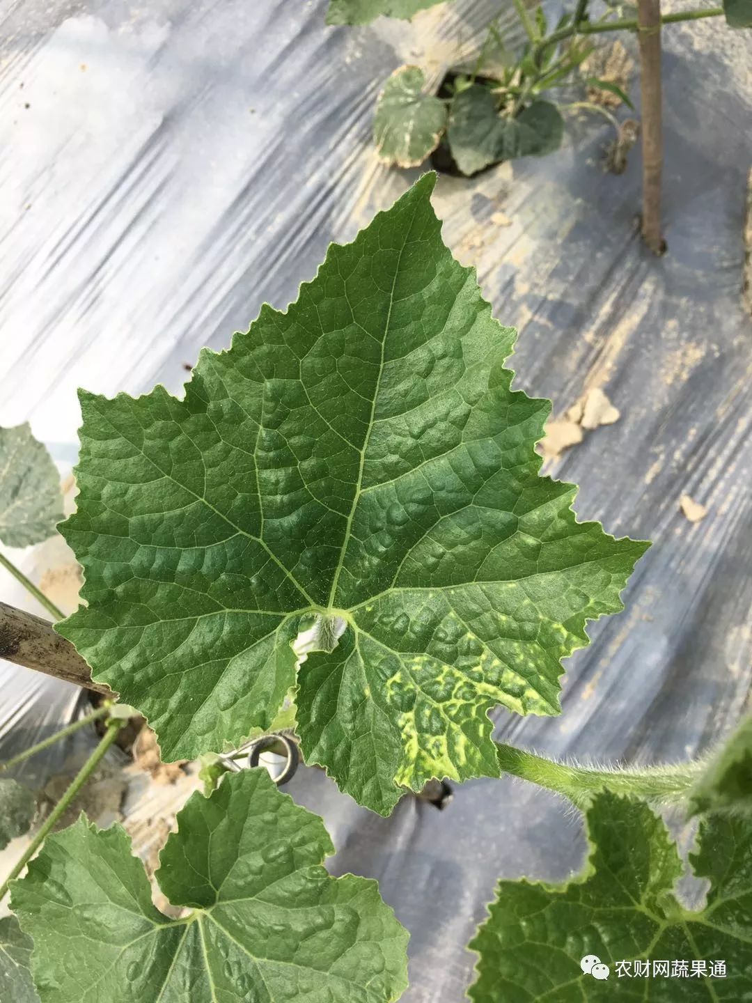 黄化?注意!这可能是蔬菜病毒病(内附蔬菜病毒病大全,建议收藏)