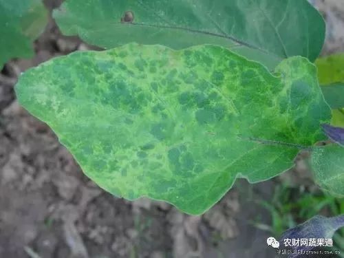 黄化?注意!这可能是蔬菜病毒病(内附蔬菜病毒病大全,建议收藏)