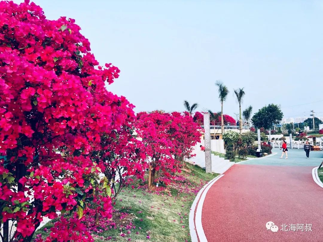 北海市花公园三角梅开得正艳,周末约逛花海吗?