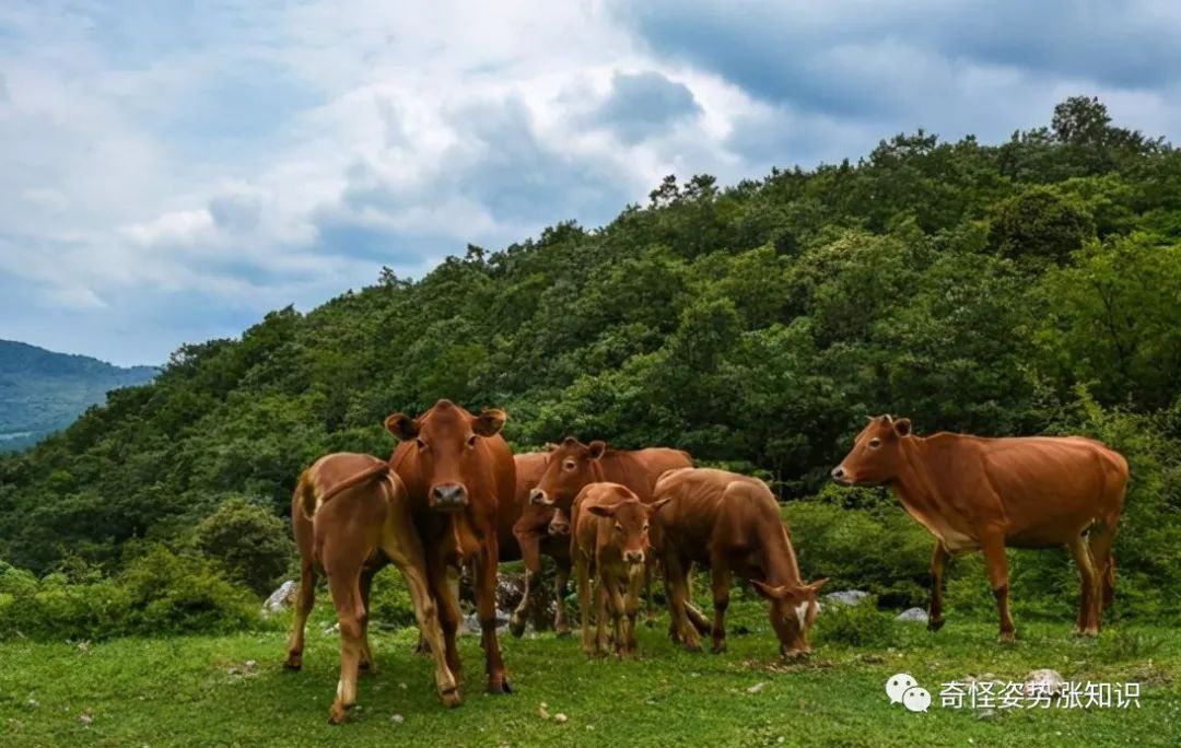 西沙东岛发现规模达400头的野牛群哪里来的答案已经找到