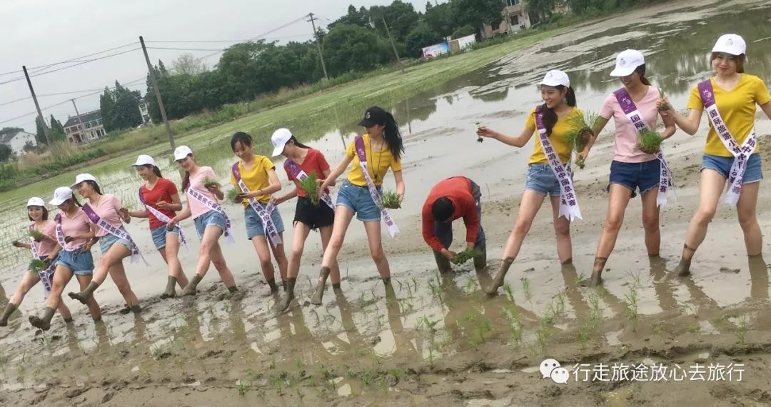 美女插秧—2018国际旅游小姐巡游之四