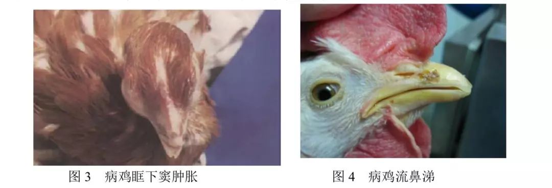 鸡传染性鼻炎流行情况及综合防控策略